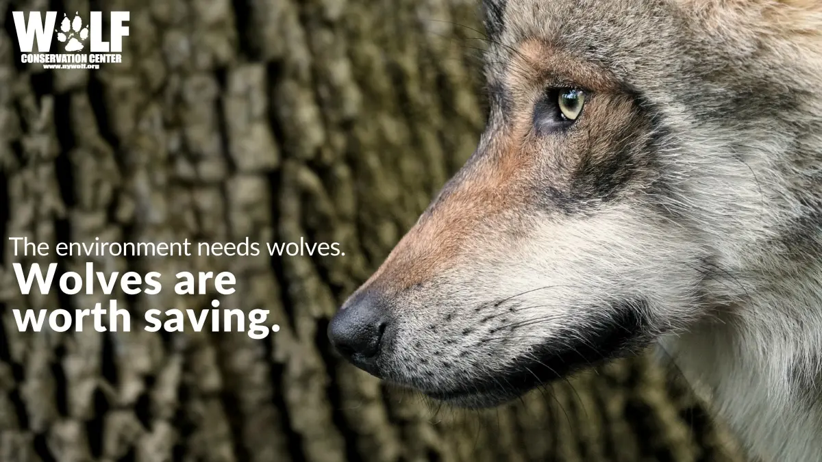 pantalla de lobos - Cuáles son los tipos de lobos